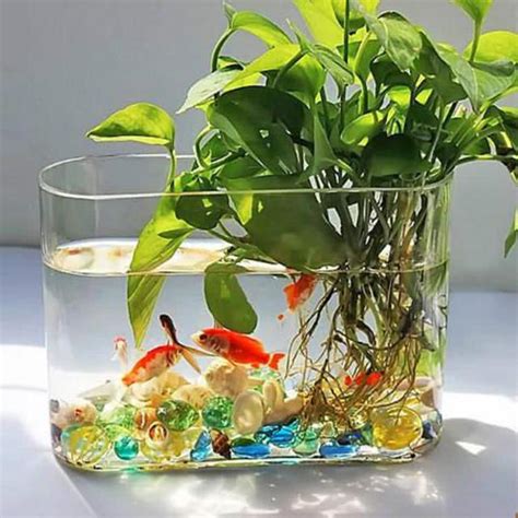 水生植物盆栽養魚|水耕植物可以養魚嗎？解密魚菜共生的魅力與實踐 – 植物盆栽綠寶典